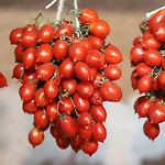 Dint E Viche E Napule Napoli